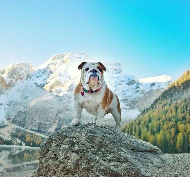 世界各国大型猛犬排名,世界各国猛犬排名