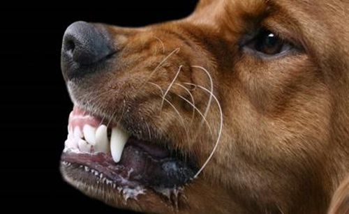 狗狗打狂犬疫苗后咬人就没事了吗,狗狗打了狂犬疫苗咬人还有事吗