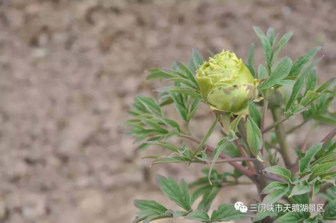 三门峡牡丹苑景区,三门峡牡丹苑的视频