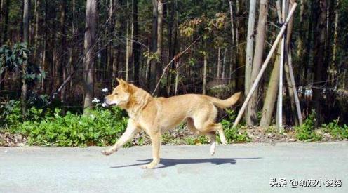 现在的土狗是中华田园犬吗,中华田园犬和柴犬的最大区别在哪
