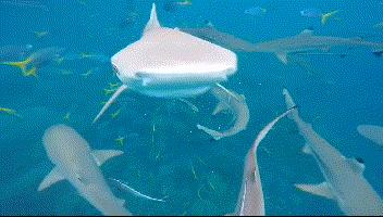 帕劳金色水母,帕劳水母旅行