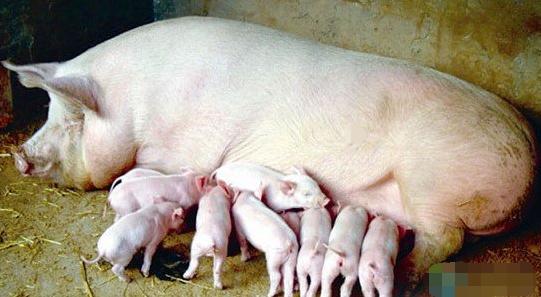 母猪子宫内膜炎原来可以这样轻松治