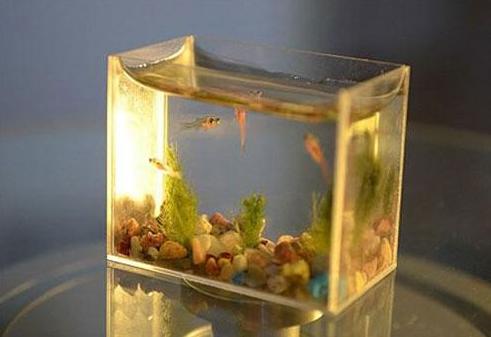 孩子青春期任性怎么办？父母运用鱼缸法则，孩子会更优秀