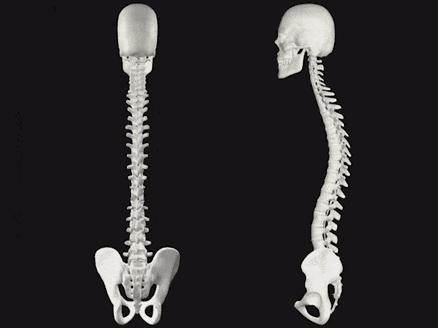 男人的风骨是什么,女人的凤骨有什么好处