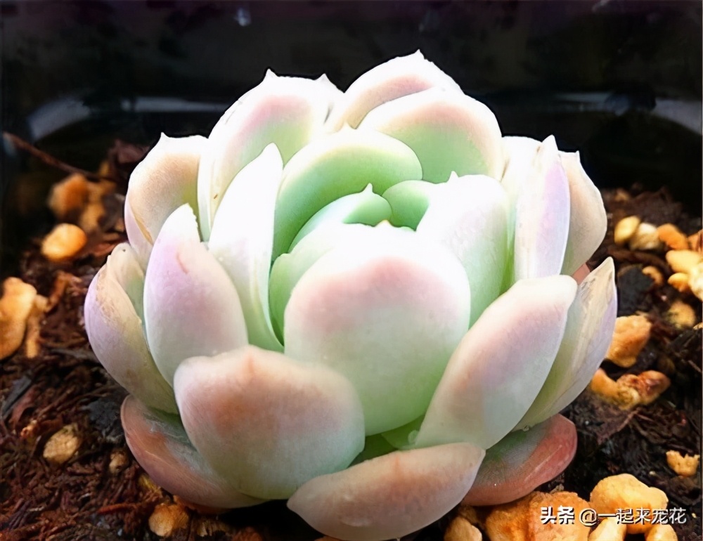 养冰玉多肉的正确方法,多肉冰莓月影养殖方法