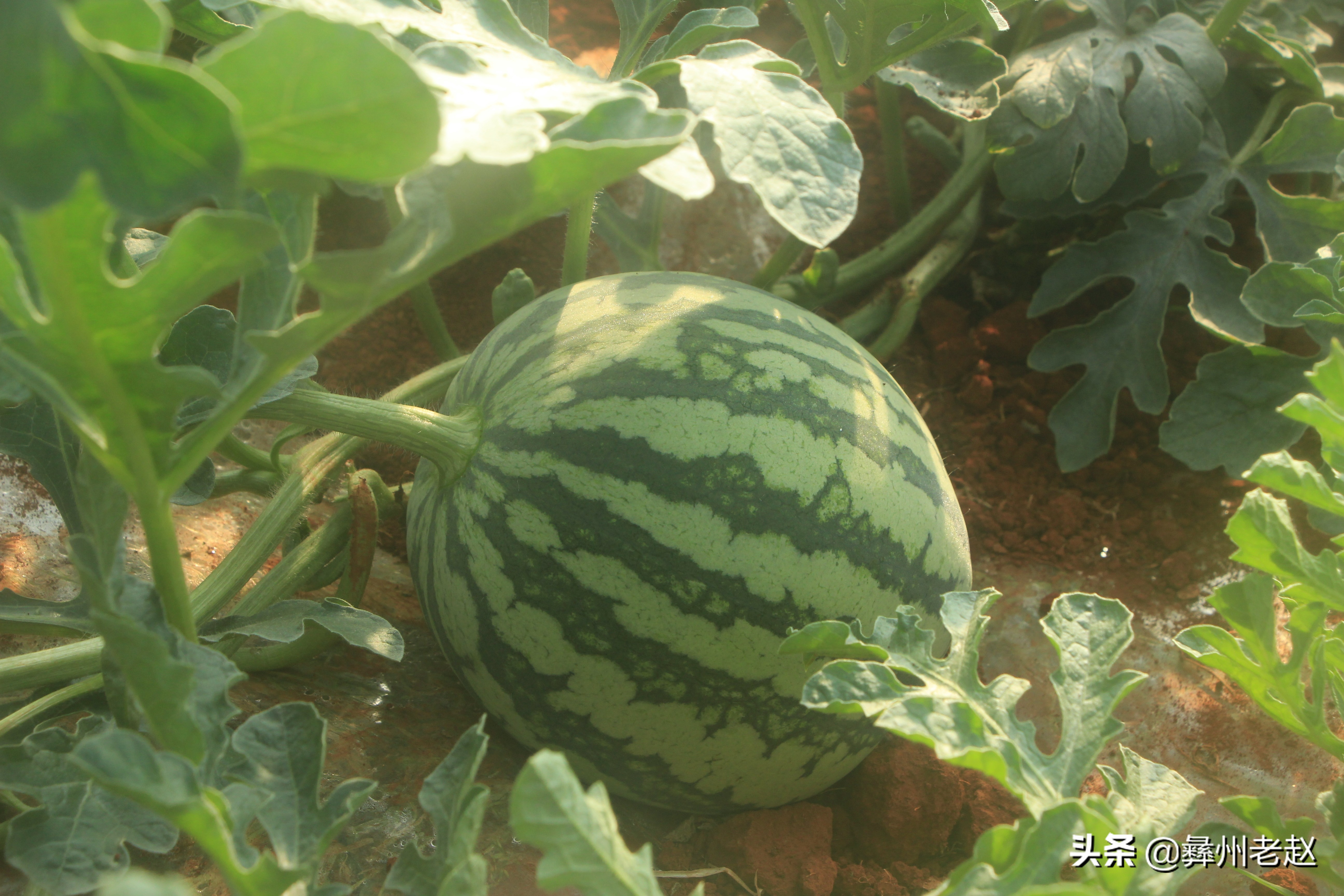 西瓜刚坐果的时候怎么管理,西瓜在膨果期需要什么肥料