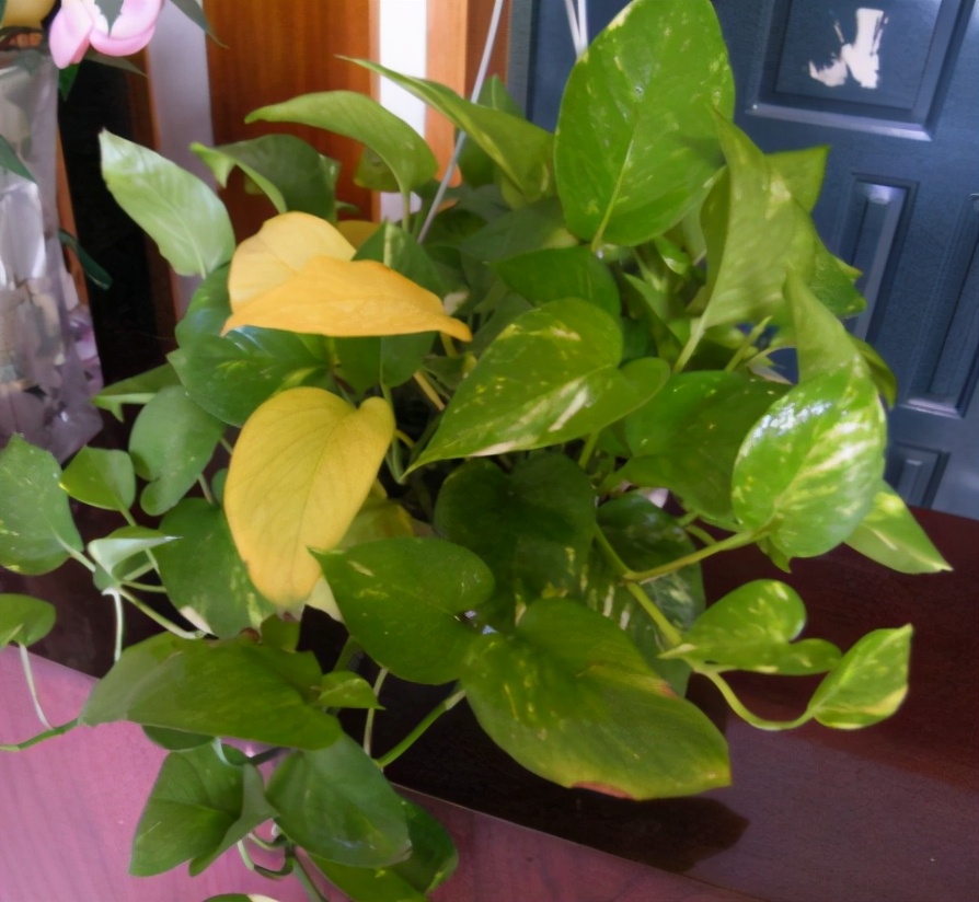 养的绿萝烂根是什么原因,绿萝黄叶了怎么办教你一招救活