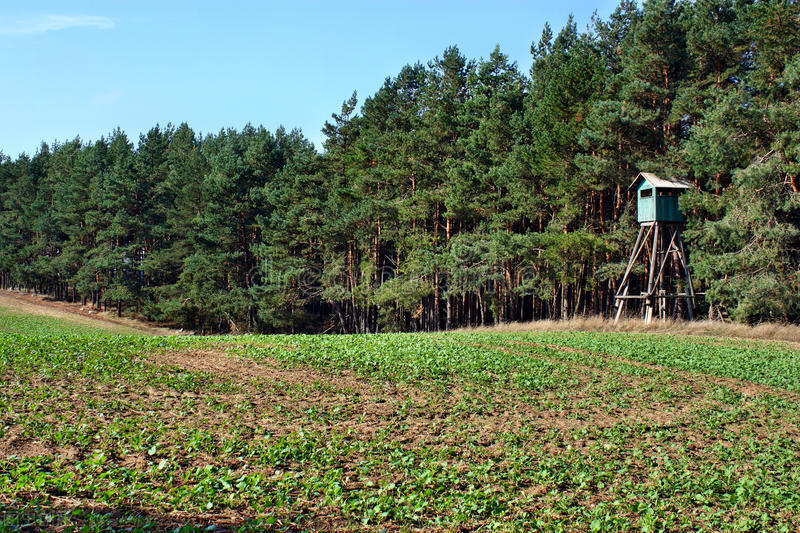养猪大王2018,养猪大王致富经