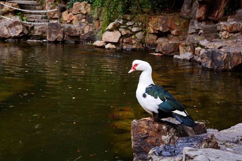 国学启蒙古诗词app,国学启蒙古诗词