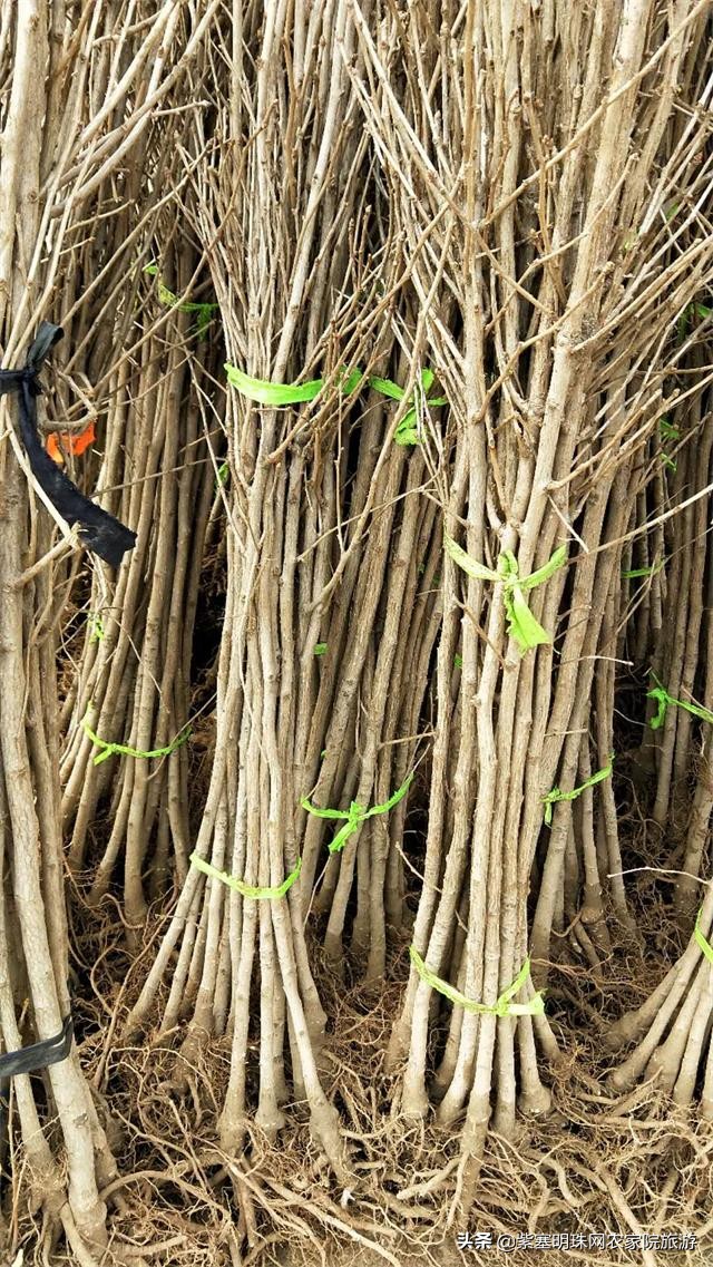 平度苗木基地桃树苗,山东日照苗木种植基地桃树苗