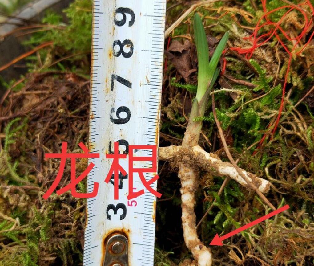 兰花龙根,另类的“赌石”,花上千去赌草,你愿意吗?