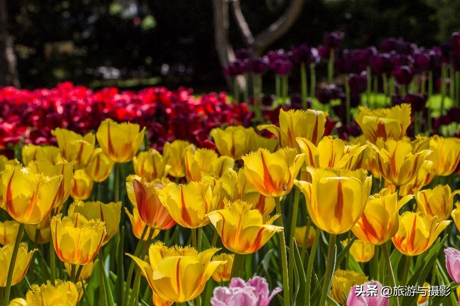 郁金香诗句经典五言,郁金香古诗词