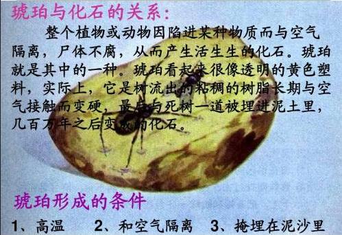 史无前例！一滴松脂让2只“交配”的苍蝇，4100万年后成围观对象