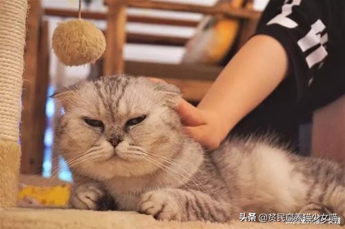强撸的猫不甜,这些撸猫手法让猫咪乖乖投降,收藏备查
