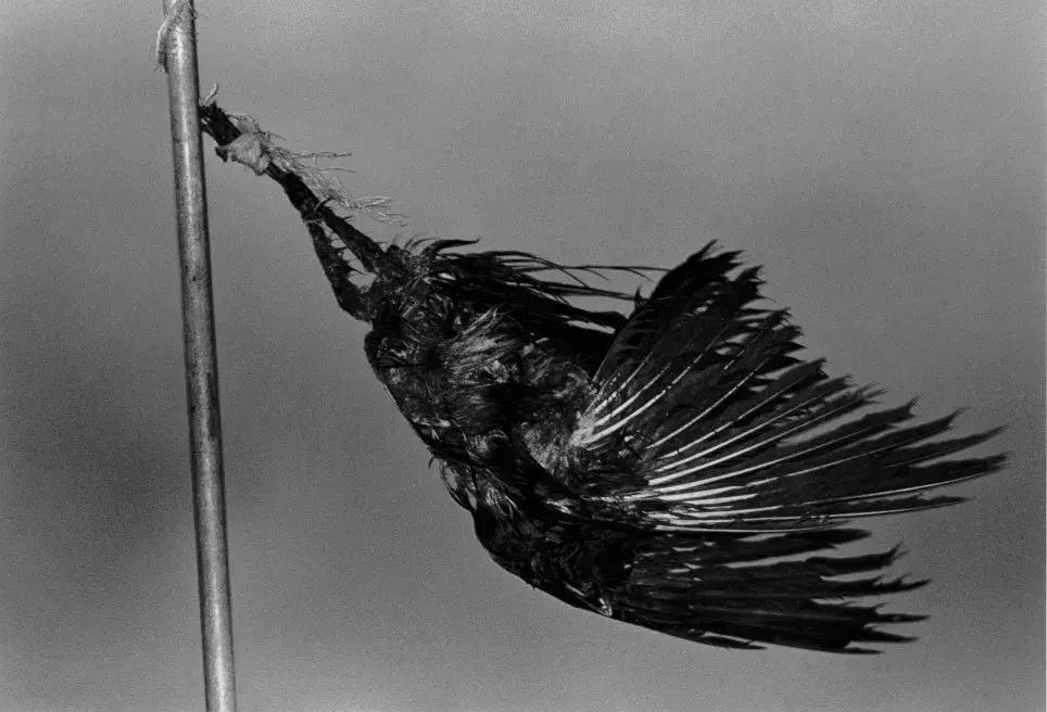 太宰治罪与罚,太宰治的一生有多伤感