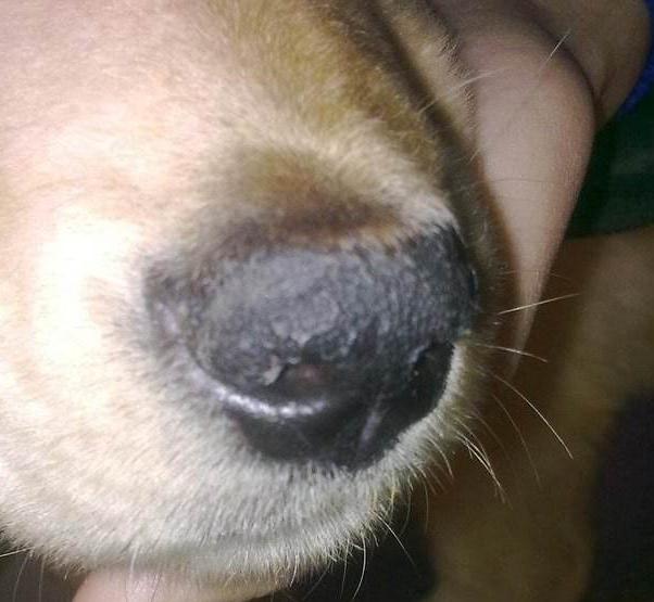 一窝狗怎么挑选狗王,一窝狗里怎么挑厉害的一只