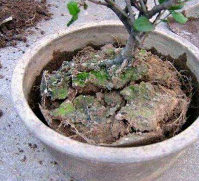 养花盆土发霉了怎么办,养花盆土板结