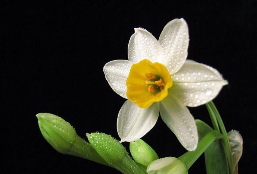 全球最美十种花,世界公认的九大最美花