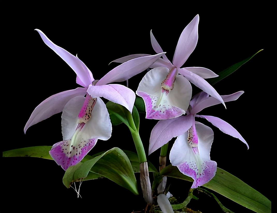 大叔种5亩麦子卖了多少钱,大叔种菜一年5000万