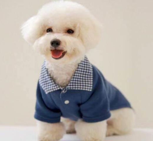 比熊的泪痕怎么清除,怎么清理比熊的眼屎