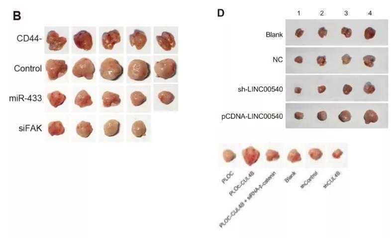 众多大佬沦陷“论文工厂”!112篇论文,55%获基金资助