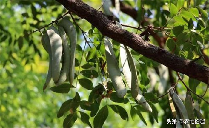 曾在农村常见,30年前被大量砍伐,今一斤260元,受女人喜爱