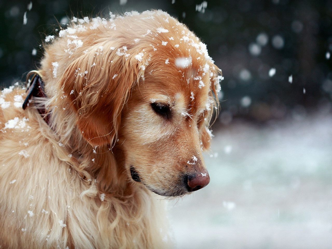 金毛正常吃喝但呕吐是什么原因,金毛突然呕吐是什么原因