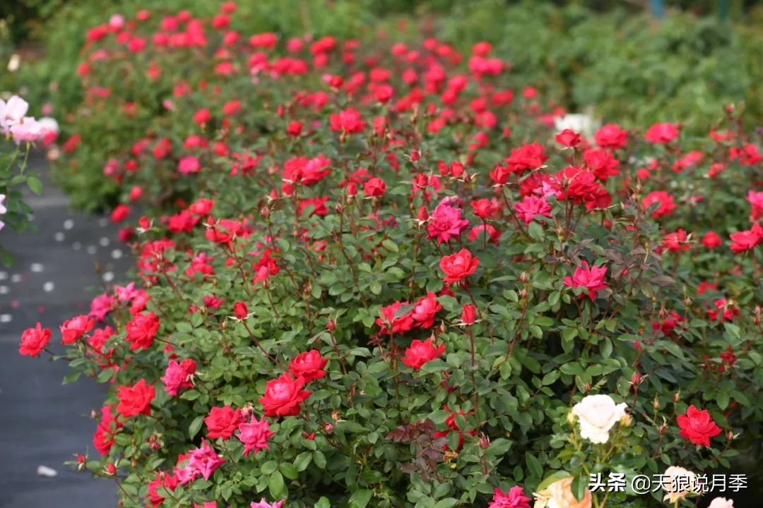 不用修剪的月季,不用打药的月季