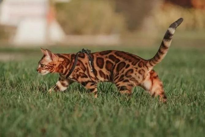 很可怕的5种猫不建议饲养,这5种猫很可怕一般不建议饲养