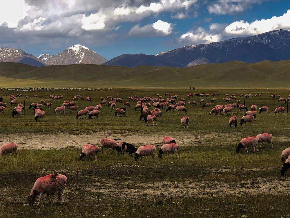 伊犁鼠兔为什么是珍稀动物,新疆稀有动物鼠兔照片