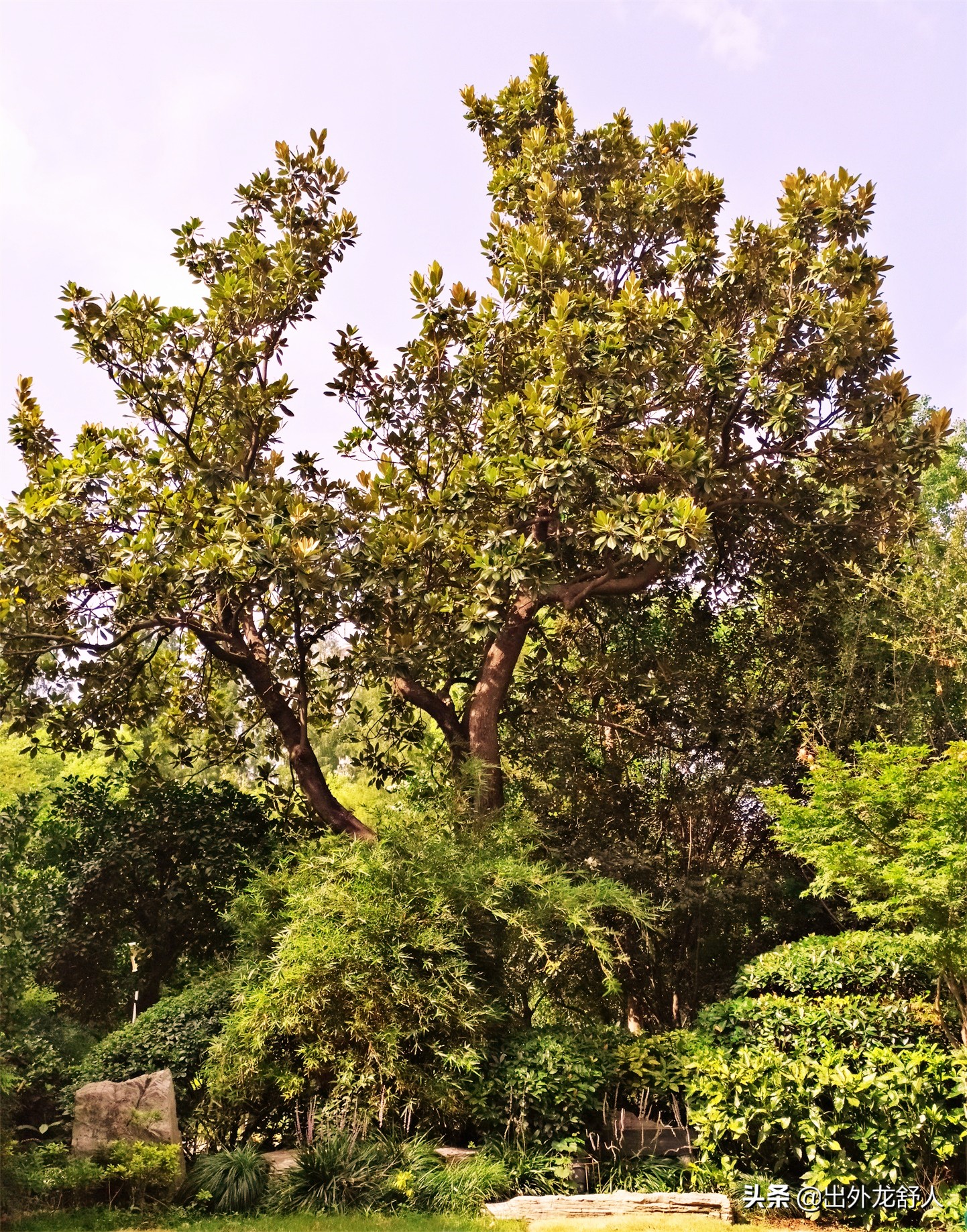 广玉兰是哪个城市的市花,广玉兰是常州市树还是市花