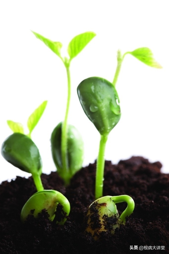 诺基尔:立枯病综合防治技术及治疗药剂大全,选对药很关键?