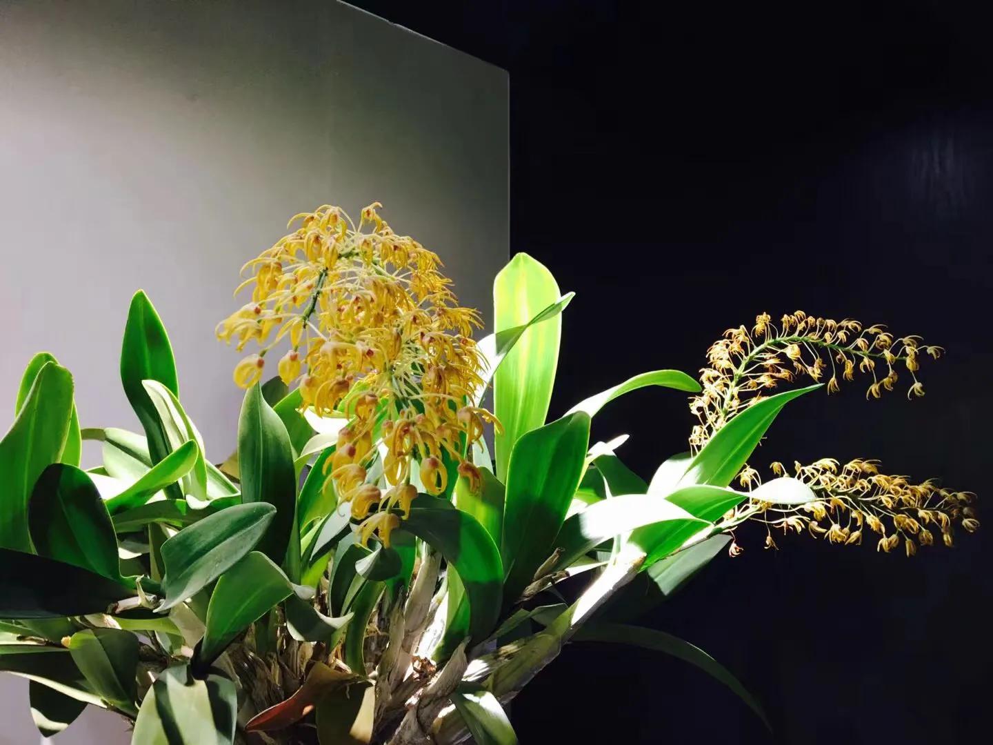 兰花最美的季节是冬季,北方冬季赏兰花