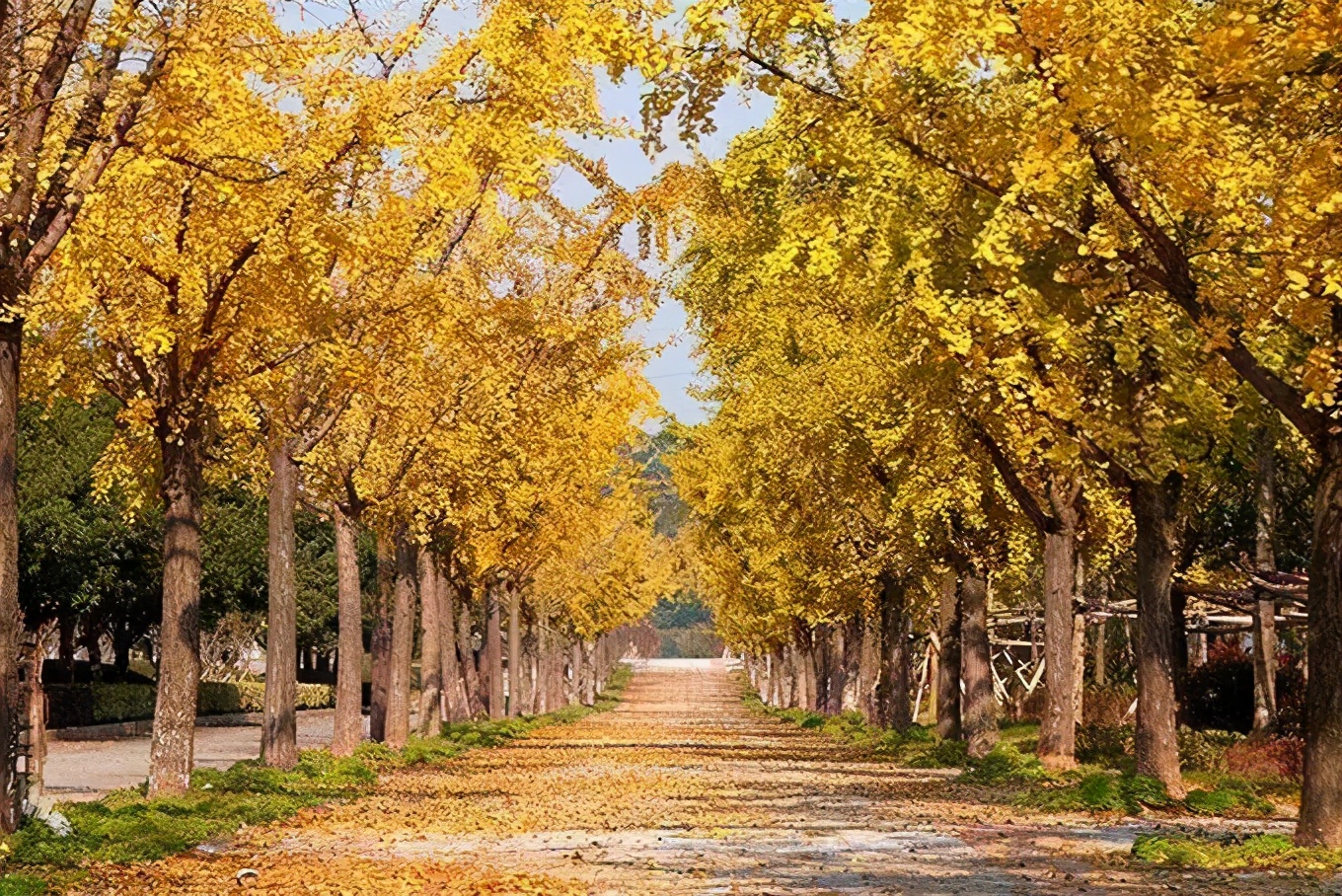 2022年最值钱紧缺的苗木是啥,什么苗木最值钱又好养