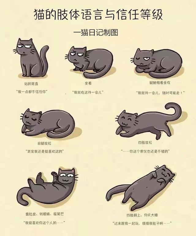 猫咪胆小怕应激怎么锻炼带它出门,怎么改善猫咪胆小的性格