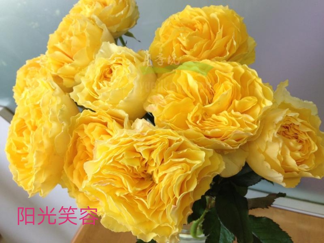 切花火焰月季的优缺点,常见切花月季一览