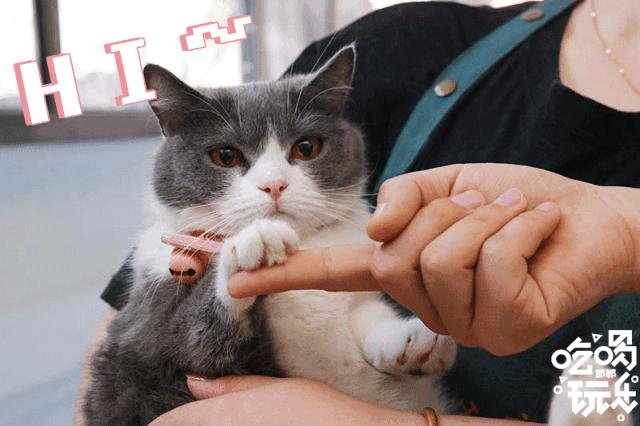 软萌暴击!邯郸这家高颜值猫咖上线,“吸猫”终于提上日程!