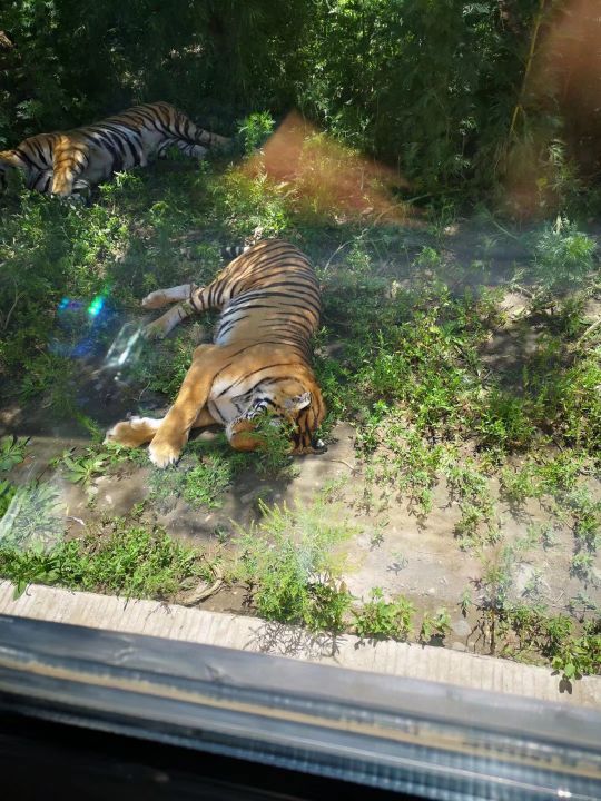 哈尔滨海拉尔呼伦贝尔旅游游记,哈尔滨漠河满洲里旅游攻略