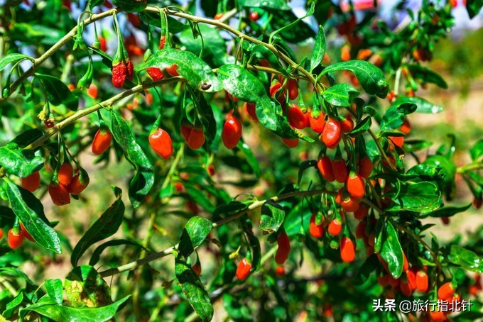 美丽青海，秋收的季节都兰红了，爆汁鲜甜的枸杞有小拇指大小