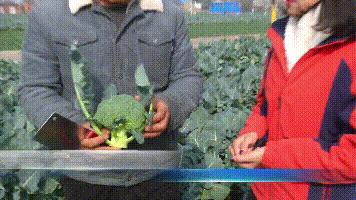 西兰花收购价,西蓝花从定值到采收需要多少天