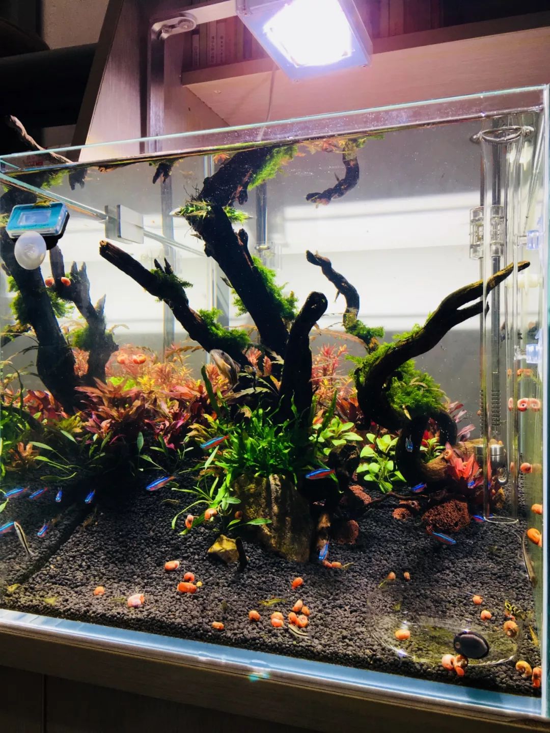 草缸洞穴造景怎么做,草缸自己动手布置