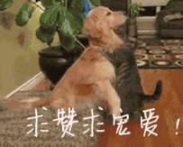 十大错误养猫行为你犯了几个,五种错误的养猫方式