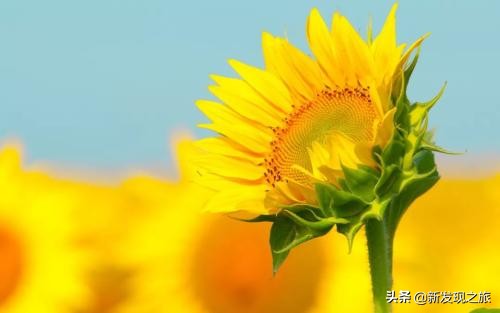 世上真的有长生不老液吗,世界上真的有长生不老仙丹