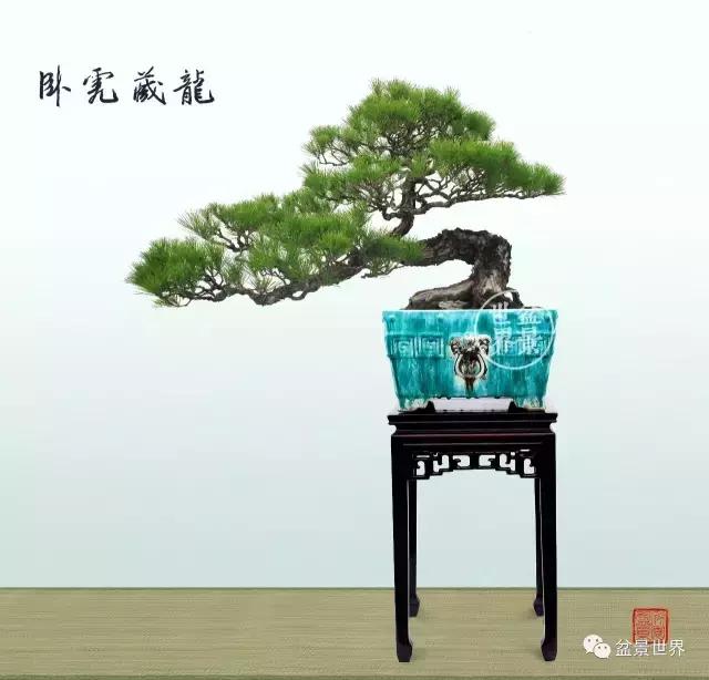 松树盆景经典大片,大斜杆式盆景得金奖作品松树