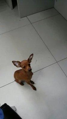 伸舌头的小鹿犬,爱洗澡的小鹿犬