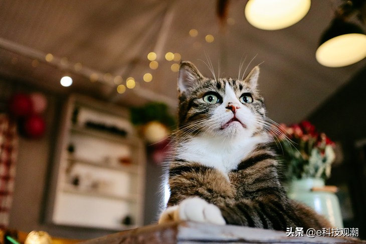 佳能eosm6mark2发布会,佳能EOSM6Mark2全新