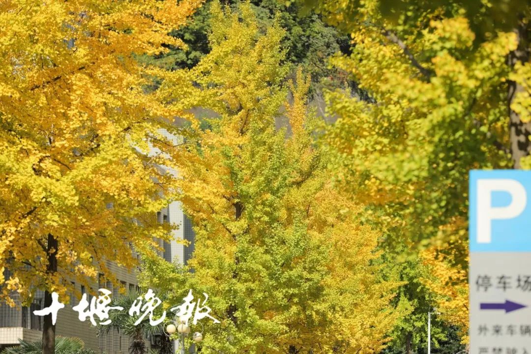 十堰银杏风景区在哪里,十堰银杏景点