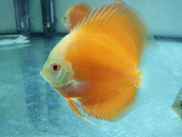 一米二上滤鱼缸怎么养,下滤鱼缸怎么清理