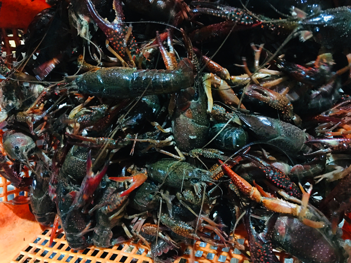 买小龙虾青的好还是红的好,买小龙虾划算还是海虾划算