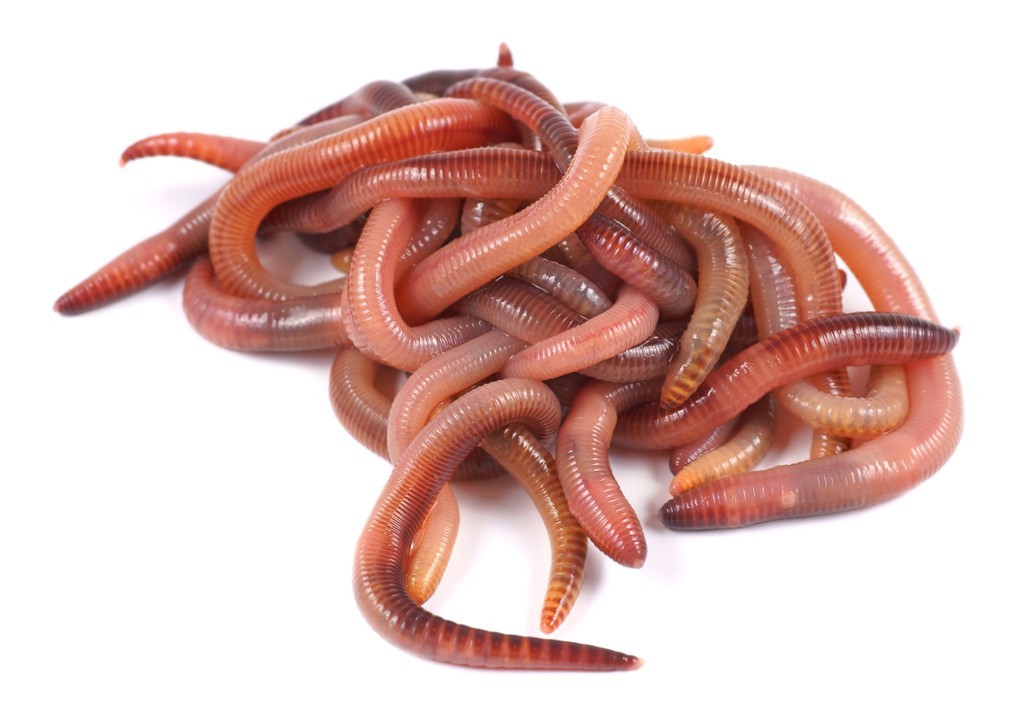蚯蚓红虫商品饵哪个效果好,红虫蚯蚓商品饵哪个好用